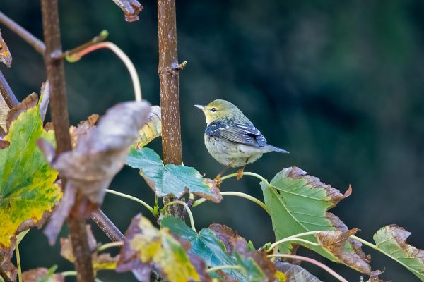 2020-10-26-blackpoll-warbler-0012E6C7B0A8-A460-4CA2-7C47-C9A80B6FDEE4.jpg