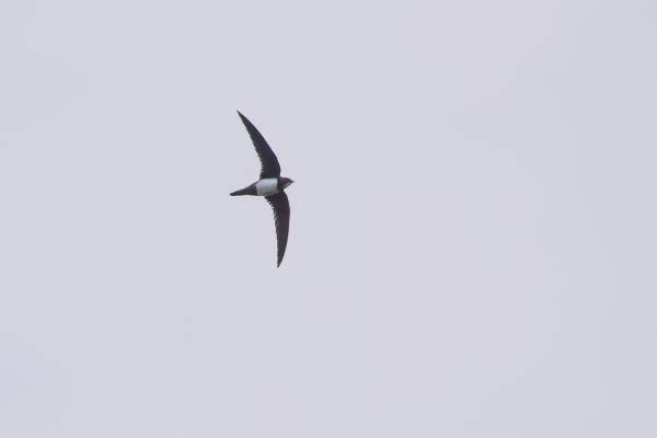 Alpine Swift