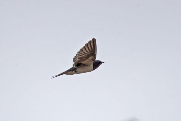 Barn Swallow