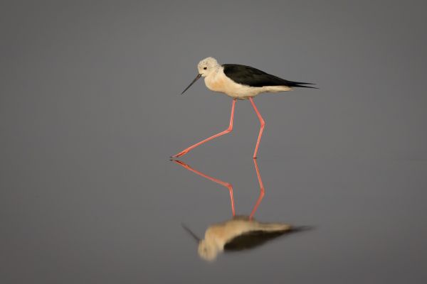 Himantopus leucocephalus
