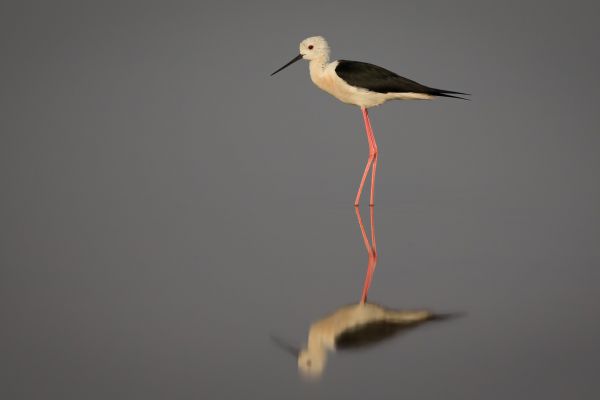 2016-02-14-black-winged-stilt-0003C97A4238-849A-9D6D-D0BF-0C33FA917BCC.jpg