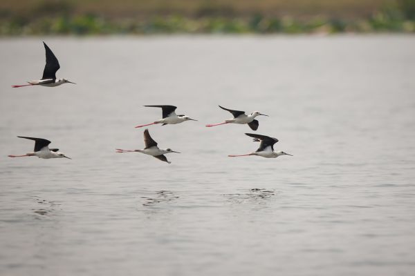 2016-02-19-black-winged-stilt-0029E69FC728-B586-72AE-7390-6EDD61EBC31F.jpg