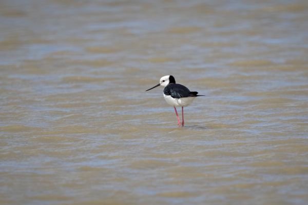 2019-02-25-pied-stilt-0013807CCF5C-BAD0-0500-D538-7D122C29949F.jpg