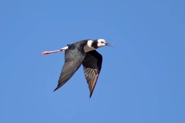 2019-02-26-pied-stilt-0012E9FA4548-4906-B879-E38D-D8B13253D4D7.jpg