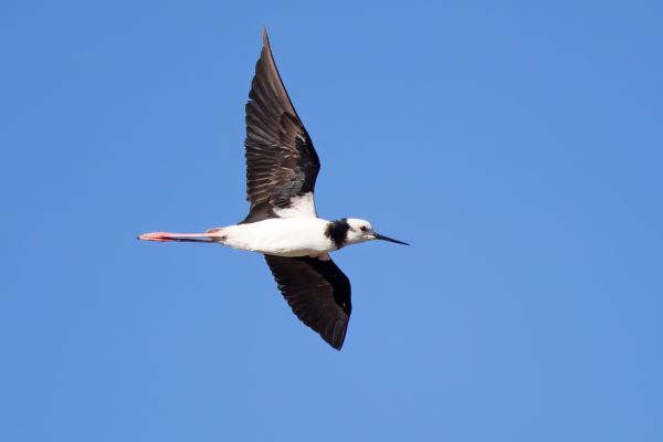 2019-02-26-pied-stilt-0017E98E5E8C-C60C-0795-BF2F-12DC6A3B6F41.jpg