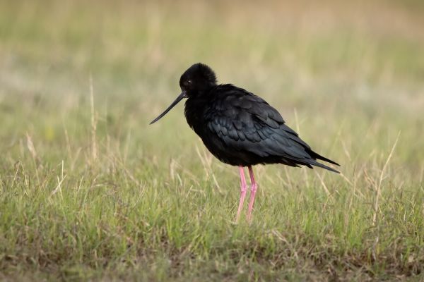 2019-03-08-black-stilt-009938F674A4-5B32-06DE-1ED9-FE4AA01CCC0A.jpg