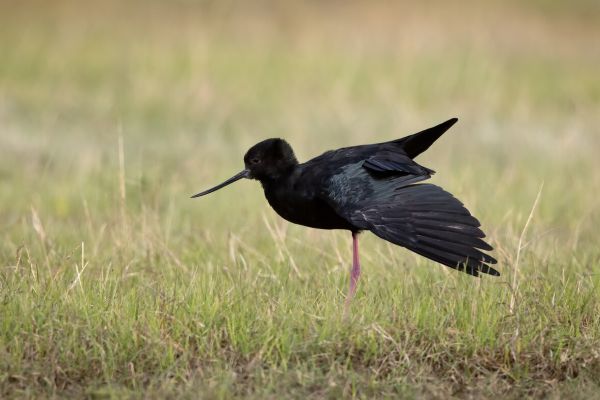 2019-03-08-black-stilt-0125000AA0BF-088A-AB94-4733-5C70EC4DB011.jpg
