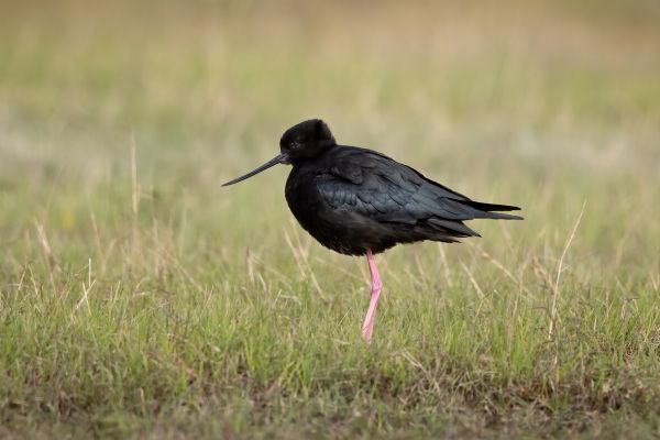 2019-03-08-black-stilt-01394DBDFC80-43EC-7EC3-393A-4331DFA5E9AA.jpg