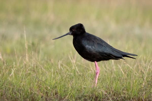 2019-03-08-black-stilt-01557E2D41E1-AC6F-2A73-49B3-1458B031E7B3.jpg