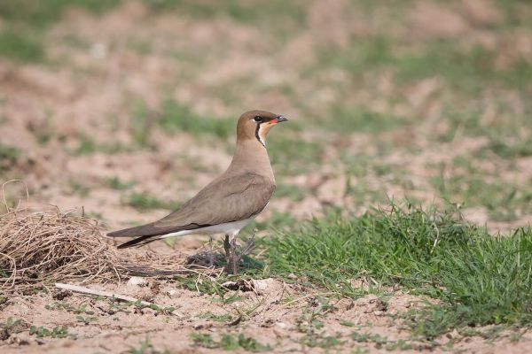 2016-02-18-oriental-pratincole-0021B9928495-1F31-0B77-20A1-F12BDCACBC2D.jpg