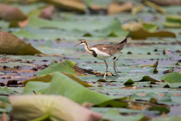2016-02-19-pheasant-tailed-jacana-00060ED5CB07-4FEC-EB92-2823-24512464E544.jpg