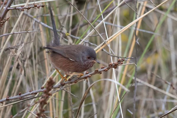 Provençaalse Grasmus