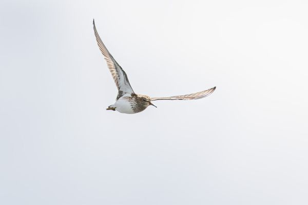 Gestreepte Strandloper