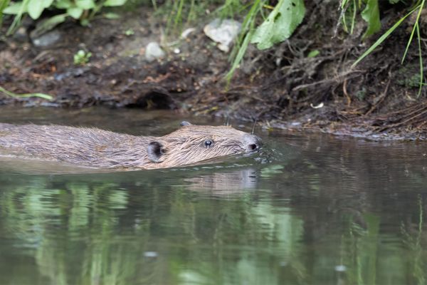 2022-05-26-europese-bever-018B0B17FD8-9FC1-F72D-7B93-A544C0034A8E.jpg