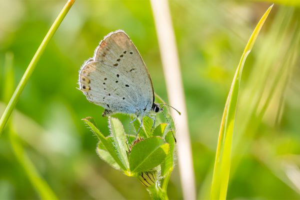 2022-07-09-staartblauwtje-0193DC2355A-6775-E573-CABF-775C41960FEC.jpg