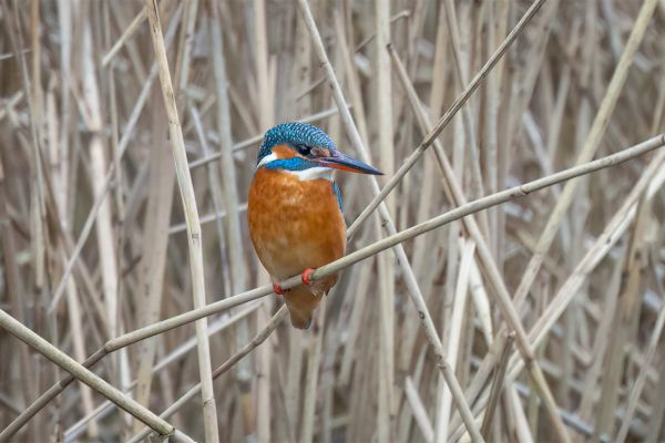 IJsvogel