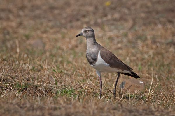 2010-01-10-black-winged-lapwing-007-19AA5CED8-BC63-110E-A678-F5692349AB2D.jpg