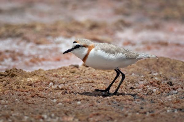 2012-02-07-chestnut-banded-plover-0009C410C067-A9BE-62F9-8577-E42C4D1E226E.jpg