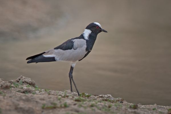 2012-02-09-blacksmith-lapwing-00749351B95-80A4-2404-7DCD-7101776C3973.jpg