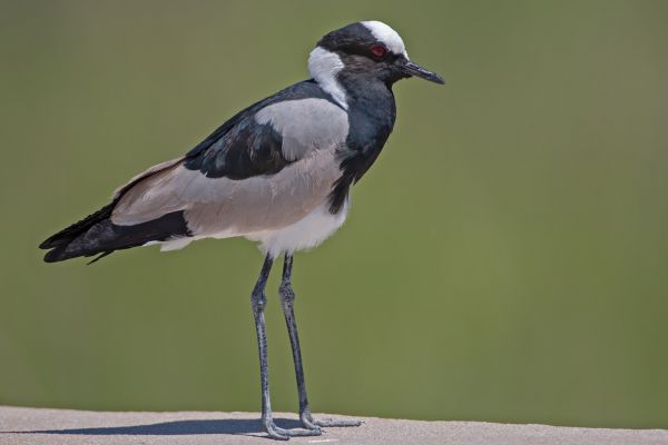 2012-02-14-blacksmith-lapwing-0692F928CDB-0072-B0F7-3F6C-F325AA8DAD2F.jpg