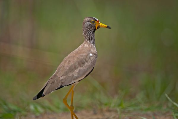2012-02-20-african-wattled-lapwing-075C404227D-7724-3AA6-01D1-84087F6FF104.jpg