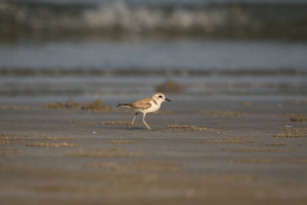 2016-02-13-kentish-plover-00030107FE26-54F1-9840-4494-8F0F25A83C4E.jpg