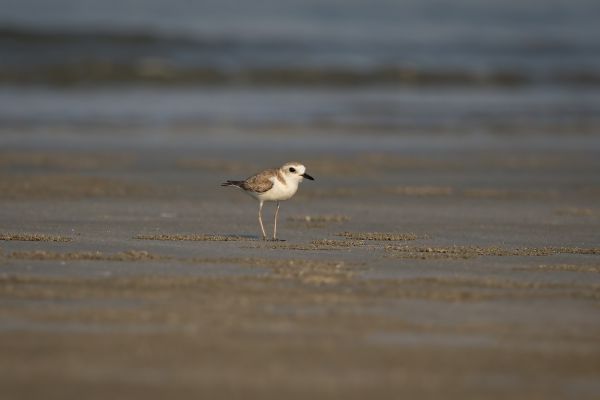 2016-02-13-kentish-plover-00108B6BEA75-44C9-0FE3-C384-4C3026C7A2C9.jpg