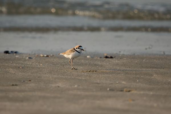 2016-02-13-malaysian-plover-002028902B58-8CED-27A6-0141-936CB0ADAF74.jpg