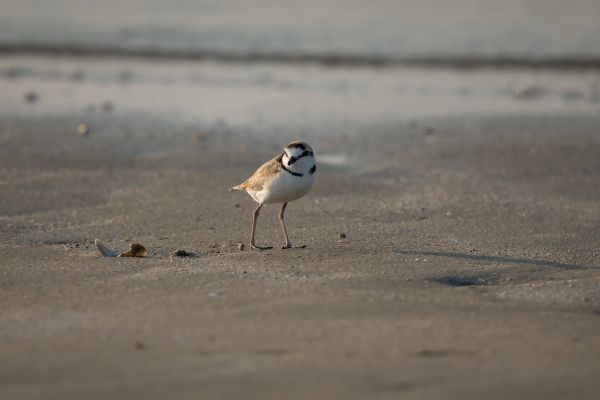 2016-02-13-malaysian-plover-00360D3E3E62-CF6A-9B09-A3E7-7EB952044AD1.jpg