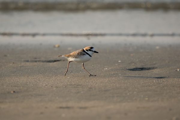 2016-02-13-malaysian-plover-0061F8F82A47-E806-CF28-CC6E-1575DB054A22.jpg