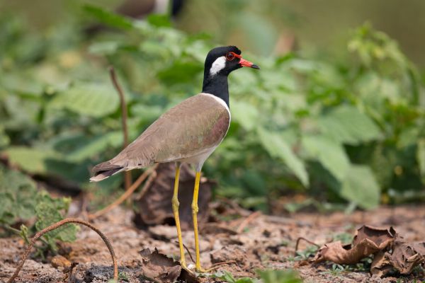 2016-02-19-red-wattled-lapwing-00096499C178-F105-EBA8-66DA-F91117494841.jpg