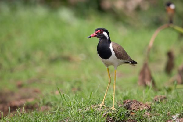2016-02-19-red-wattled-lapwing-00348826E1A8-6FE3-6E33-7B6C-A9E5CAE7F95F.jpg