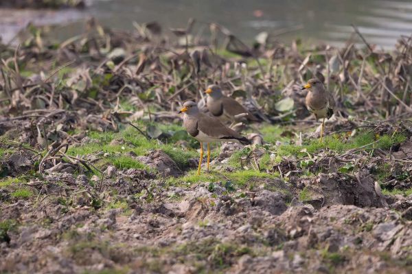 2016-02-23-grey-headed-lapwing-0012FAF993E2-4AB9-395E-08B1-094595C25177.jpg