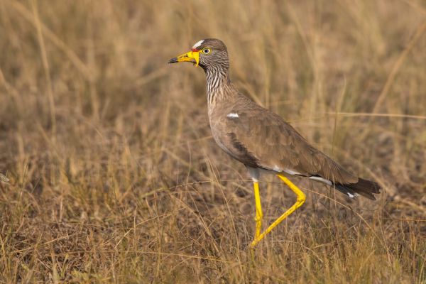 2018-02-03-african-wattled-lapwing-0011-bewerkt039A68C9-5A62-9169-2C77-196A938E9AB2.jpg