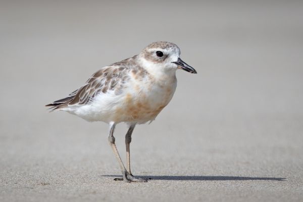 2019-02-24-new-zealand-plover-00066B9440C7-5746-6C1F-FBC6-BA7F2E56BAE2.jpg