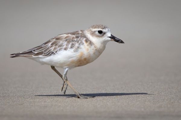2019-02-24-new-zealand-plover-004195600A0B-A8ED-69F5-9015-6CD8F8FFD47C.jpg