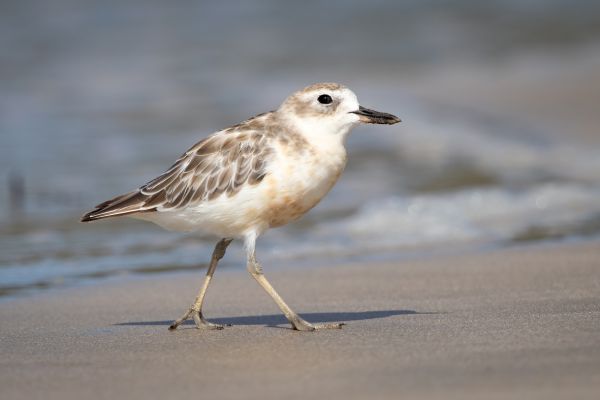 2019-02-24-new-zealand-plover-0058CB356176-0FC3-3B4B-E867-173C1D506799.jpg