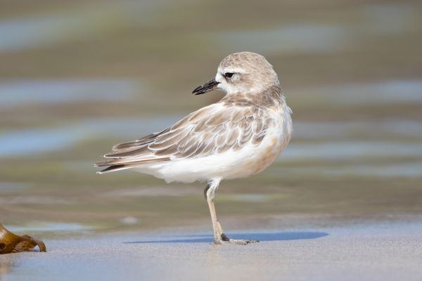 2019-02-24-new-zealand-plover-006125451D28-F429-DD27-9C2D-56CE96730C75.jpg