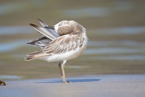 2019-02-24-new-zealand-plover-0070B37D09EC-E777-457C-258A-F3B8E9F2394F.jpg