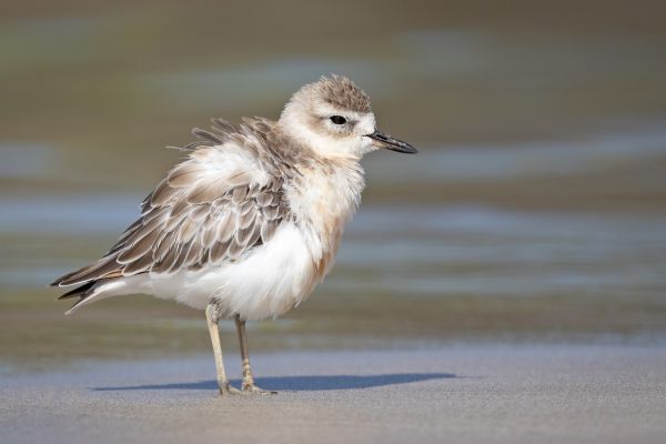 2019-02-24-new-zealand-plover-009321AAD077-2FF2-16C0-5D99-5BE389832BB2.jpg