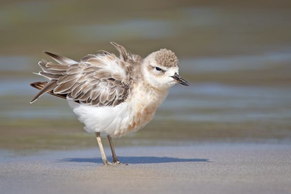 2019-02-24-new-zealand-plover-010006C9B4B8-4644-4E53-20B1-6C3DE2CA8394.jpg