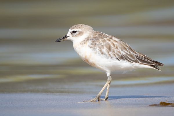 2019-02-24-new-zealand-plover-0108581602E6-6124-ADBE-E7AB-FEFE6A604B51.jpg