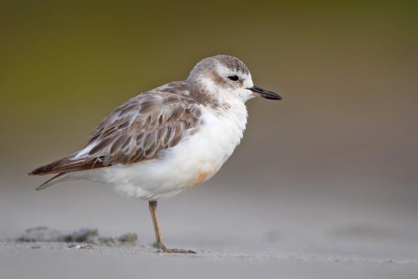2019-02-24-new-zealand-plover-0185F69ABDD8-14FC-1D61-555A-0D644AD090EA.jpg