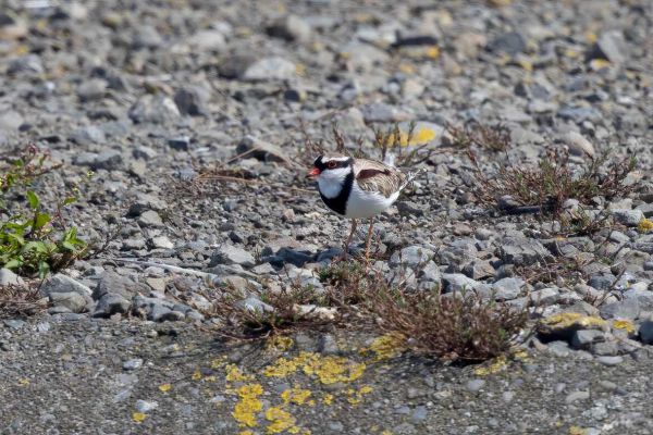 2019-02-28-black-fronted-dotterel-00472FF3E000-FAB4-986F-2EBF-12BCA1978D48.jpg