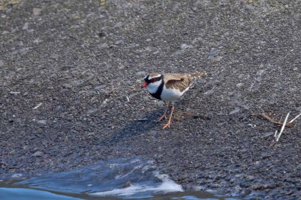 2019-02-28-black-fronted-dotterel-00556BF05E54-730B-6F01-654F-C54D8E3CC45E.jpg
