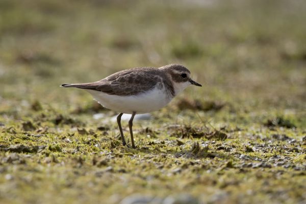 2019-03-08-double-banded-plover-0001F138B570-C976-FF3E-3954-B972D821055C.jpg