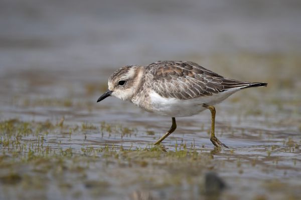 2019-03-08-double-banded-plover-0011E592D1E8-E7C6-AF3C-B9E9-697F19B798A2.jpg
