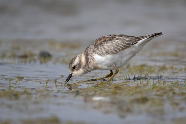 2019-03-08-double-banded-plover-0019AAECB76C-9B04-A70D-E341-6319C382A133.jpg