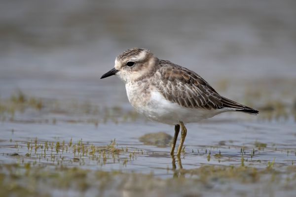 2019-03-08-double-banded-plover-00305456CA9B-B62C-6D2D-BC76-F19B3604D483.jpg