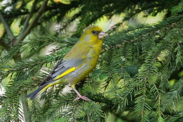 European Greenfinch
